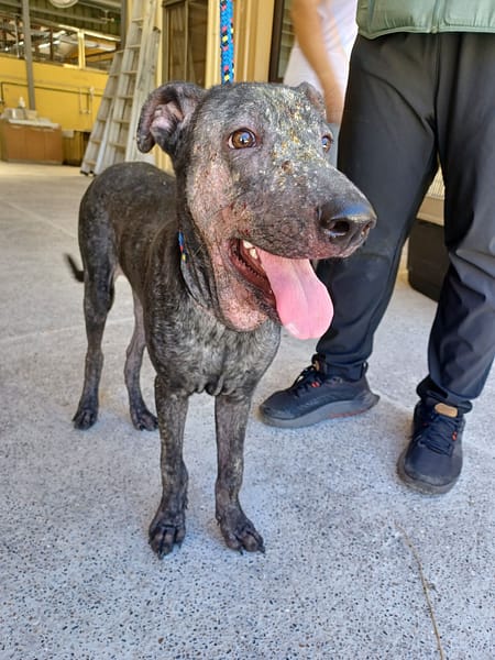 【待認養】混種犬 狗 (男生) - 新北市中和區公立動物之家