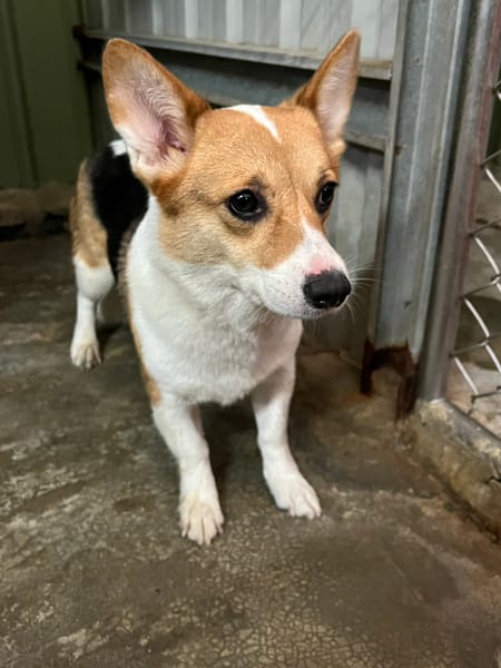 【待認養】威爾斯柯基犬 狗 (女生) - 新北市三芝區公立動物之家