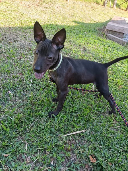 【待認養】混種犬 狗 (男生) - 新北市新店區公立動物之家