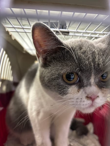 【待認養】英國短毛貓 貓 (女生) - 臺南市動物之家善化站