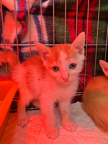 【待認養】混種貓 貓 (男生) - 新北市八里區公立動物之家