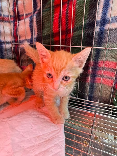 【待認養】混種貓 貓 (女生) - 新北市八里區公立動物之家