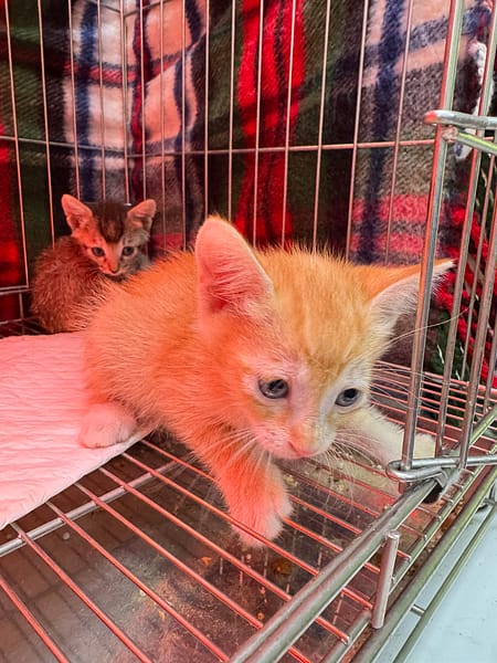 【待認養】混種貓 貓 (男生) - 新北市八里區公立動物之家