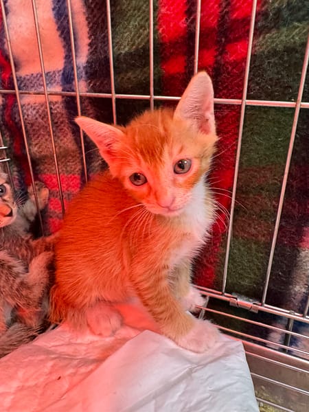 【待認養】混種貓 貓 (男生) - 新北市八里區公立動物之家