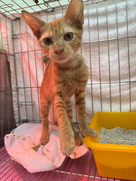 【待認養】混種貓 貓 (女生) - 新北市八里區公立動物之家