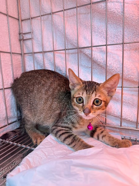 【待認養】混種貓 貓 (女生) - 新北市八里區公立動物之家