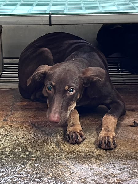 【待認養】混種犬 狗 (男生) - 彰化縣流浪狗中途之家