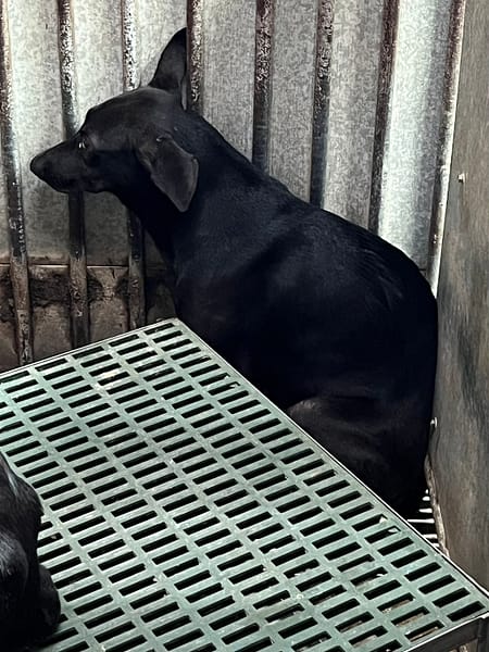 【待認養】混種犬 狗 (女生) - 彰化縣流浪狗中途之家