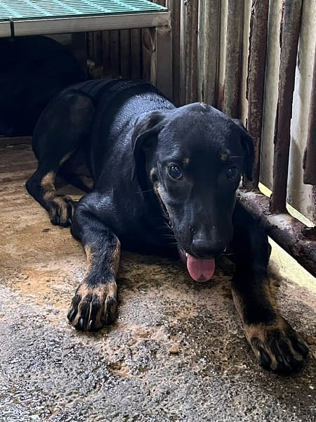 【待認養】混種犬 狗 (男生) - 彰化縣流浪狗中途之家