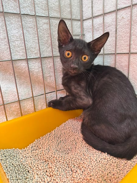 【待認養】混種貓 貓 (男生) - 新北市八里區公立動物之家