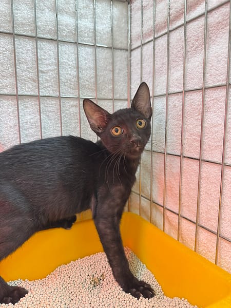 【待認養】混種貓 貓 (男生) - 新北市八里區公立動物之家