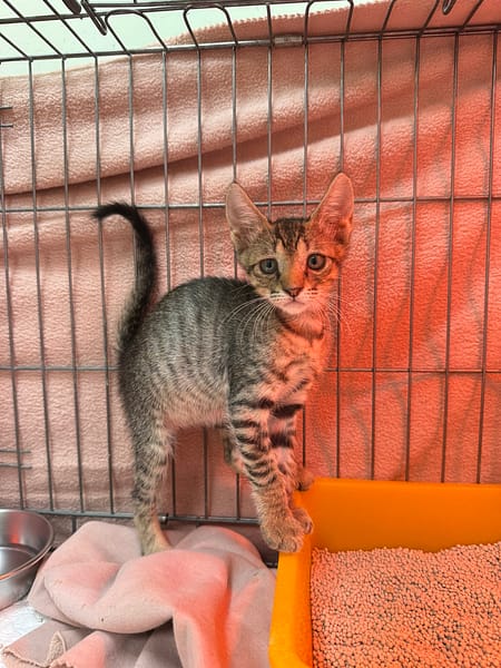 【待認養】混種貓 貓 (女生) - 新北市八里區公立動物之家