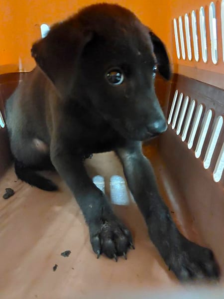 【待認養】混種犬 狗 (男生) - 宜蘭縣流浪動物中途之家