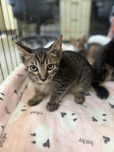 【待認養】混種貓 貓 (男生) - 新北市新店區公立動物之家