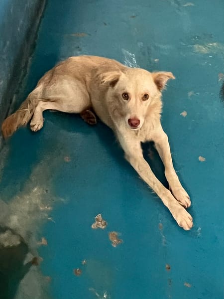 【待認養】混種犬 狗 (男生) - 苗栗縣動物保護教育園區