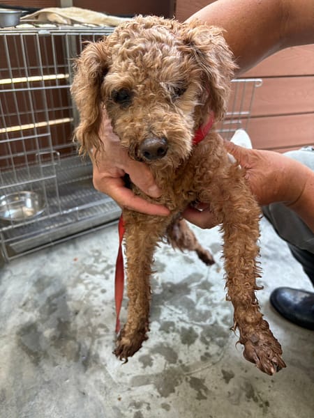 【待認養】迷你貴賓犬 狗 (男生) - 新北市五股區公立動物之家