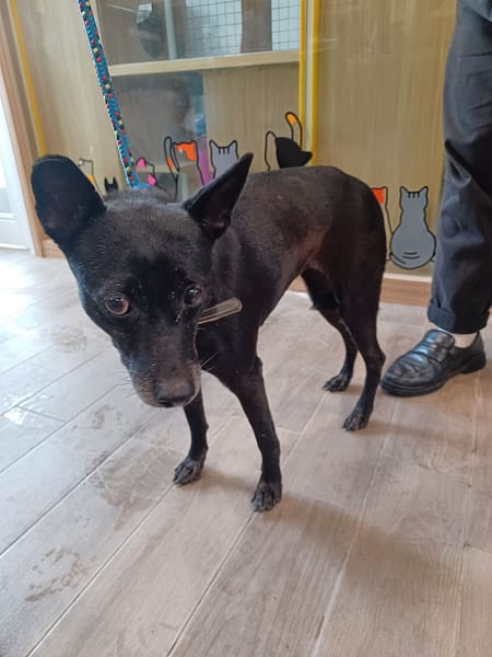 【待認養】混種犬 狗 (女生) - 新北市政府動物保護防疫處