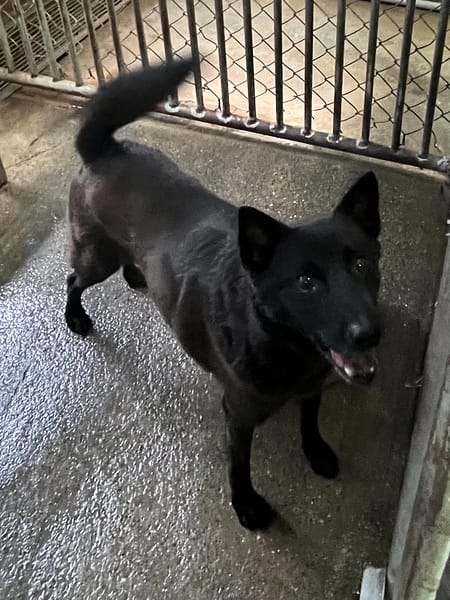 【待認養】混種犬 狗 (男生) - 彰化縣流浪狗中途之家