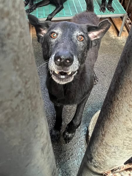 【待認養】混種犬 狗 (男生) - 彰化縣流浪狗中途之家