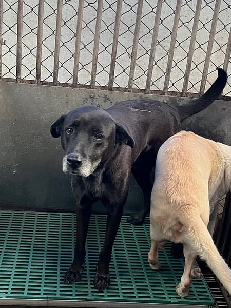 【待認養】混種犬 狗 (男生) - 彰化縣流浪狗中途之家