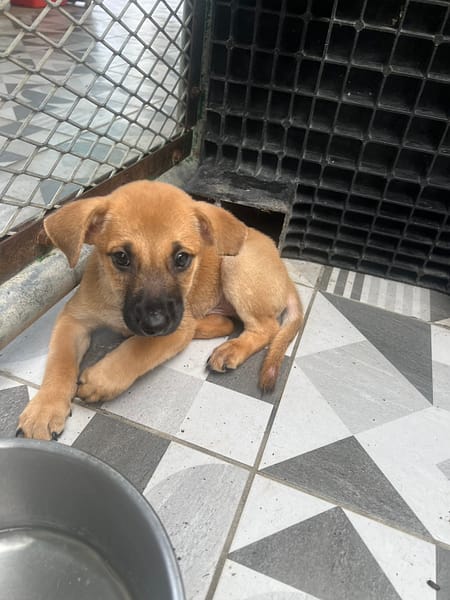 【待認養】混種犬 狗 (男生) - 苗栗縣動物保護教育園區