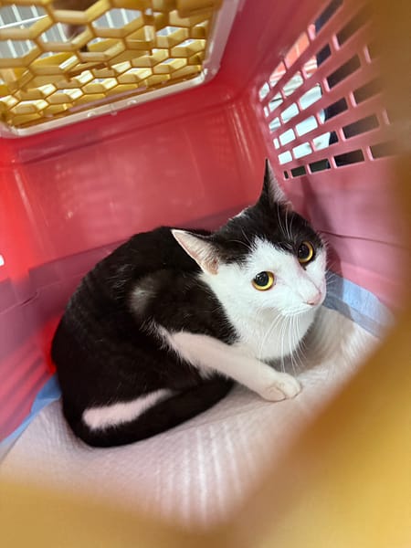 【待認養】混種貓 貓 (女生) - 新北市板橋區公立動物之家