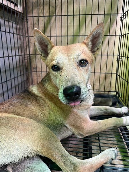 【待認養】混種犬 狗 (男生) - 彰化縣流浪狗中途之家