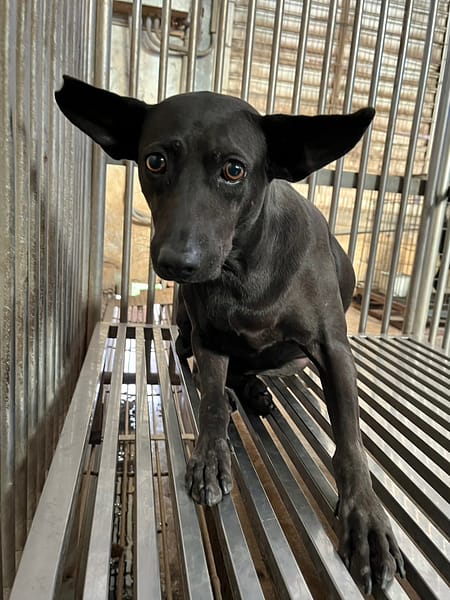 【待認養】混種犬 狗 (女生) - 彰化縣流浪狗中途之家