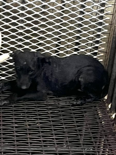 【待認養】混種犬 狗 (女生) - 彰化縣流浪狗中途之家