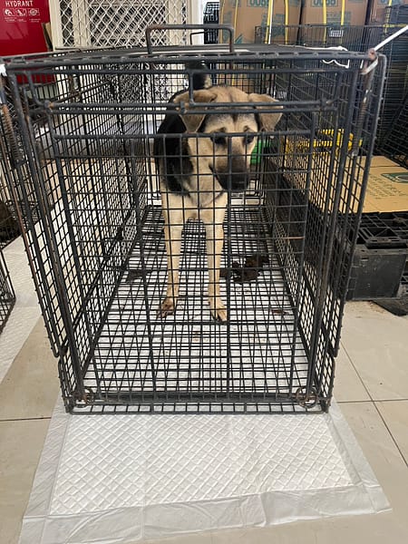 【待認養】混種犬 狗 (女生) - 金門縣動物收容中心