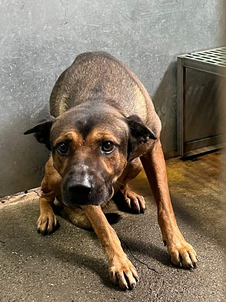 【待認養】混種犬 狗 (男生) - 彰化縣流浪狗中途之家