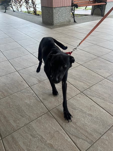 【待認養】混種犬 狗 (女生) - 苗栗縣動物保護教育園區