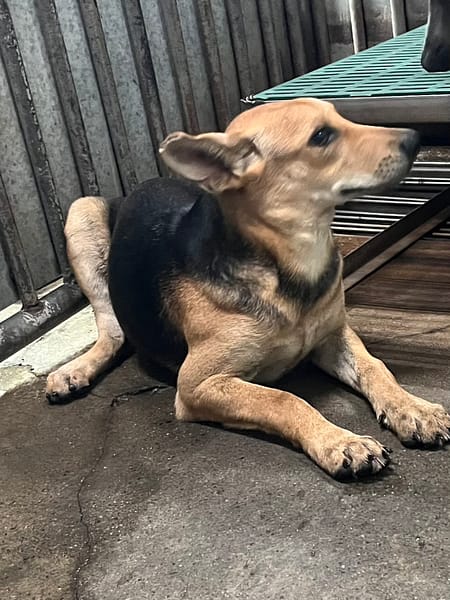 【待認養】混種犬 狗 (女生) - 彰化縣流浪狗中途之家