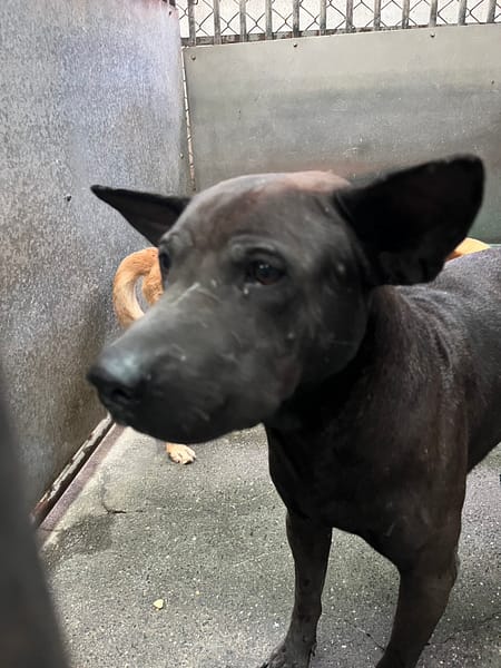 【待認養】混種犬 狗 (男生) - 彰化縣流浪狗中途之家