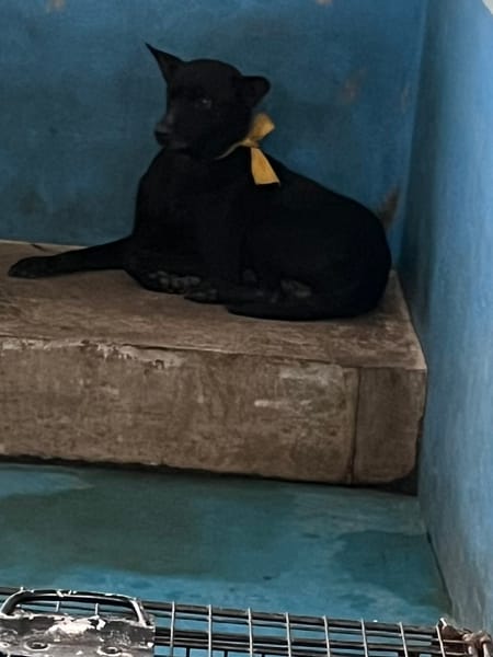 【待認養】混種犬 狗 (男生) - 苗栗縣動物保護教育園區