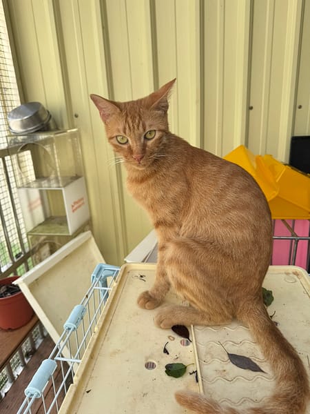 【待認養】混種貓 貓 (女生) - 新北市八里區公立動物之家