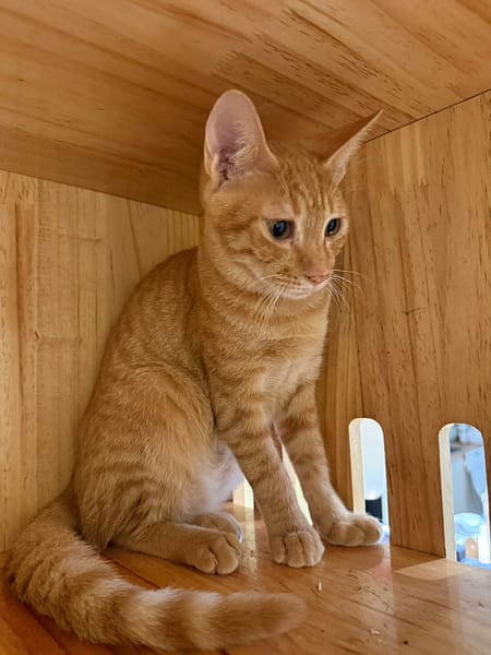 【待認養】混種貓 貓 (男生) - 新北市八里區公立動物之家