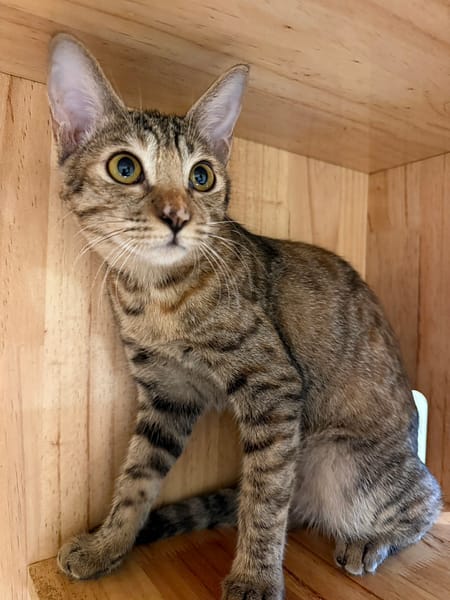 【待認養】混種貓 貓 (女生) - 新北市八里區公立動物之家