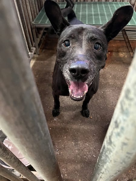 【待認養】混種犬 狗 (女生) - 彰化縣流浪狗中途之家