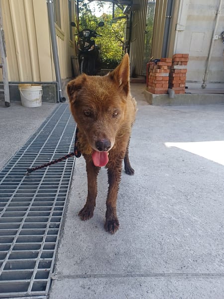 【待認養】混種犬 狗 (男生) - 新北市中和區公立動物之家