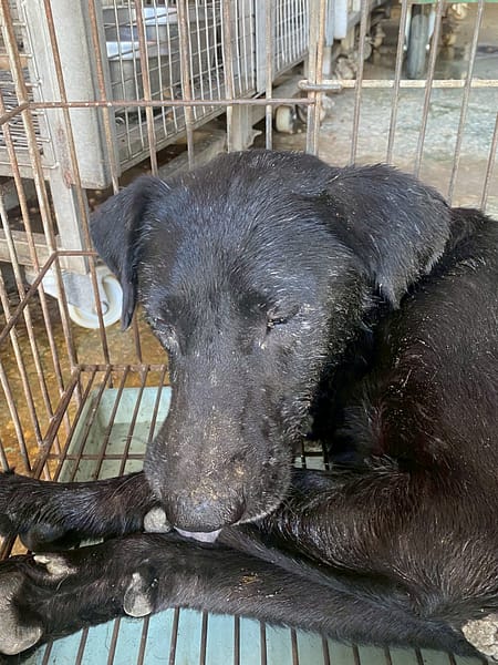 【待認養】混種犬 狗 (男生) - 臺南市動物之家善化站