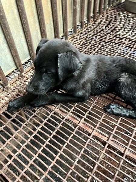 【待認養】混種犬 狗 (男生) - 彰化縣流浪狗中途之家