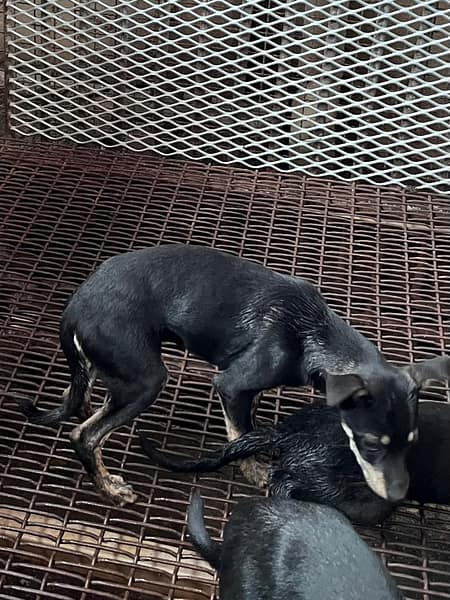 【待認養】混種犬 狗 (女生) - 彰化縣流浪狗中途之家