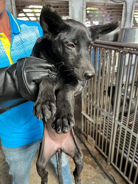 【待認養】混種犬 狗 (女生) - 彰化縣流浪狗中途之家