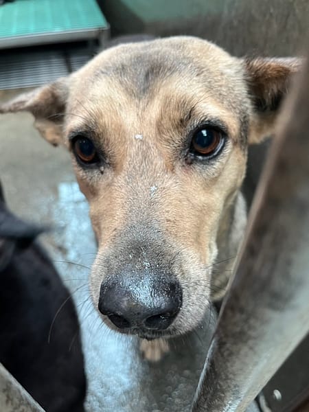 【待認養】混種犬 狗 (女生) - 彰化縣流浪狗中途之家