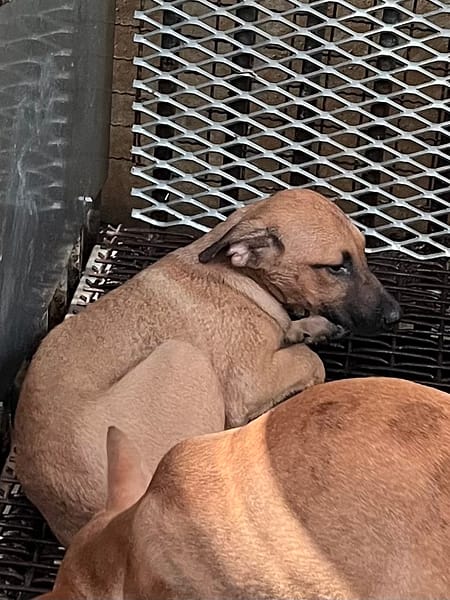 【待認養】混種犬 狗 (女生) - 彰化縣流浪狗中途之家