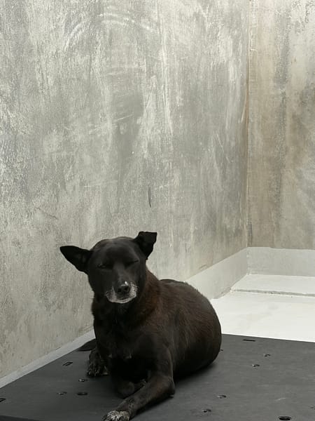 【待認養】混種犬 狗 (男生) - 基隆市寵物銀行