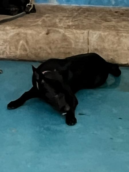 【待認養】混種犬 狗 (男生) - 苗栗縣動物保護教育園區