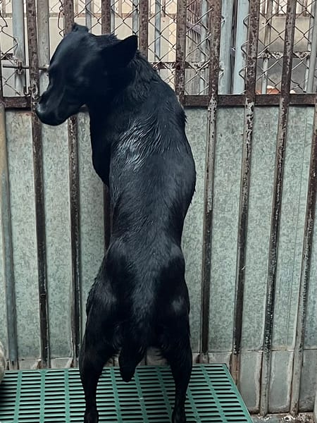 【待認養】混種犬 狗 (女生) - 彰化縣流浪狗中途之家