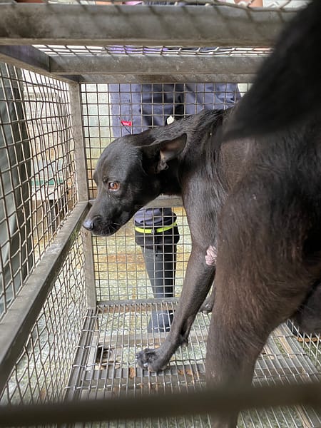 【待認養】混種犬 狗 (男生) - 臺南市動物之家善化站